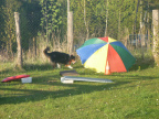 Bild 20