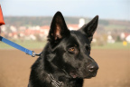 Bild 49