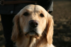 Bild 51